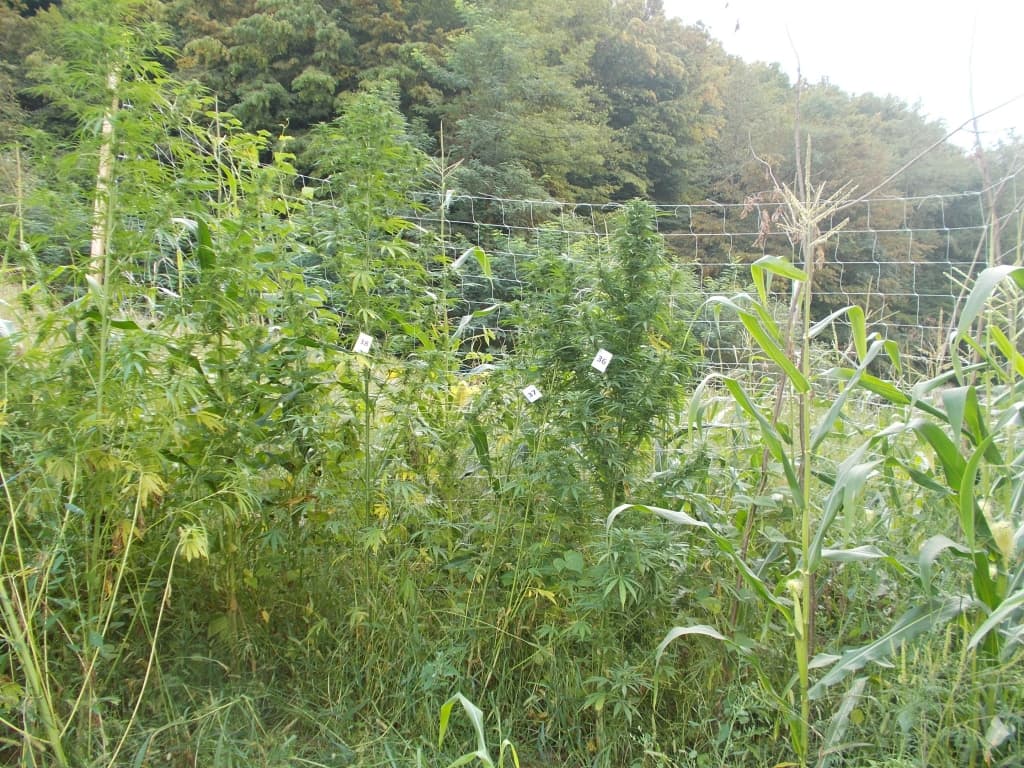 Otkrivena plantaža marihuane kod Velike Kladuše