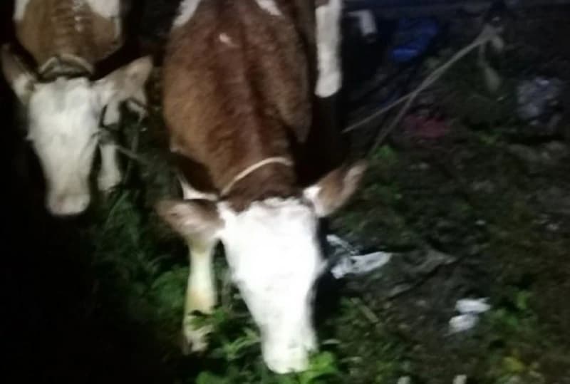 Čamcem švercovali krave preko Drine: Dvojica bh. državljana uhapšena zbog krijumčarenja