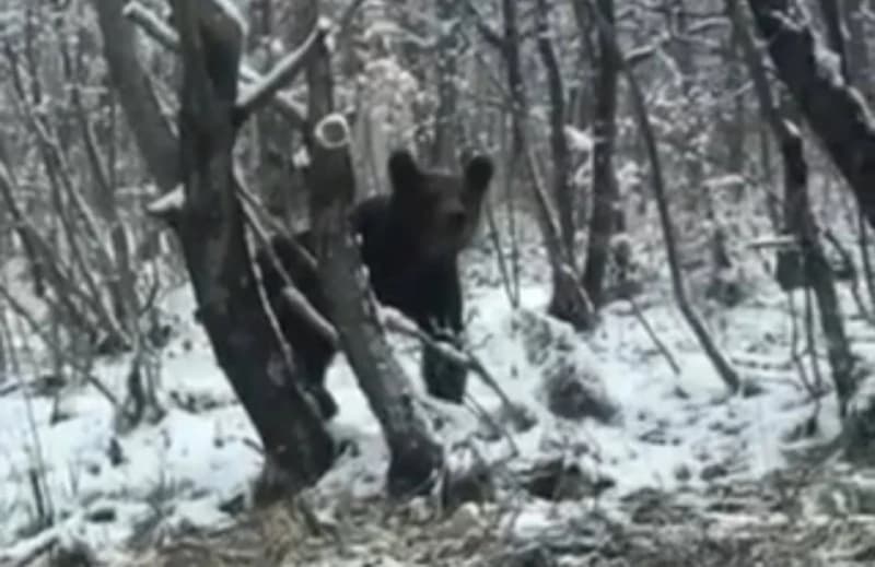 Medvjed iznenadio Sarajliju na putu prema Bjelašnici