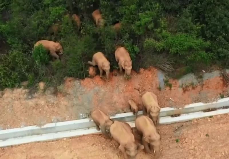 Slonovi u Kini