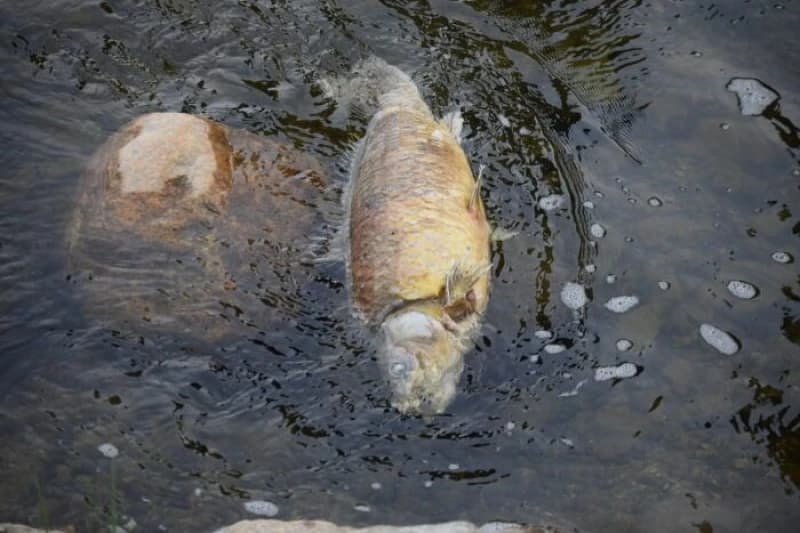 Pomor ribe u Michiganu