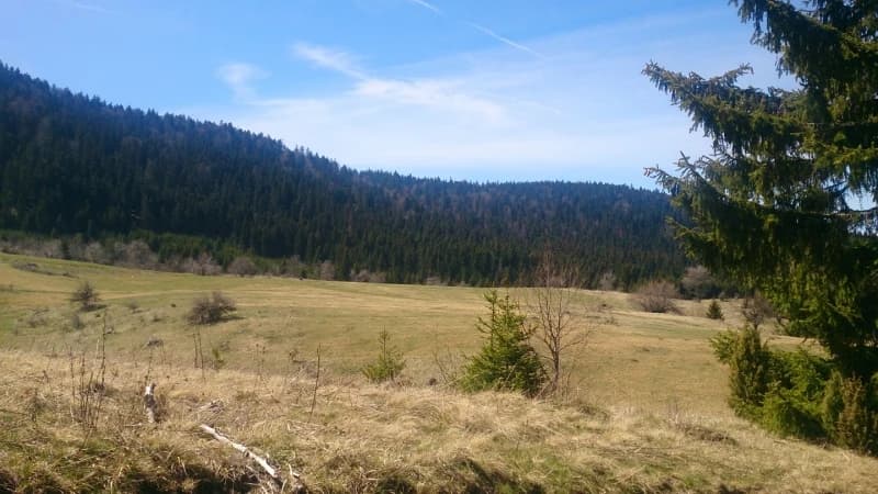 Ustavni sud BiH: Šume nisu vlasništvo Republike Srpske već države BiH