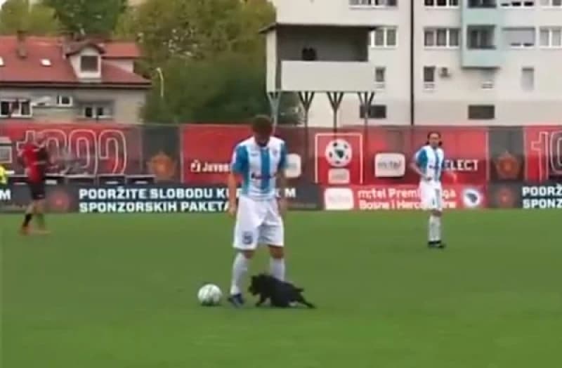 O "majstorijama" psića sa Tušnja pišu najveći svjetski mediji