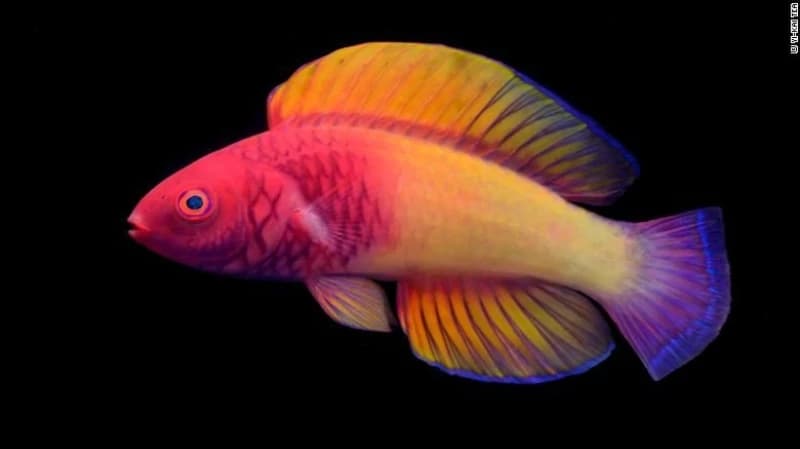 Riba duginih boja