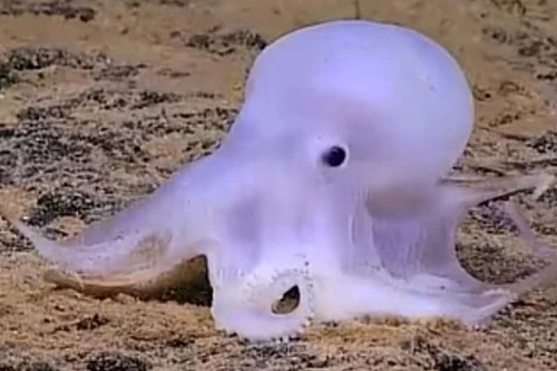 Casper hobotnica 