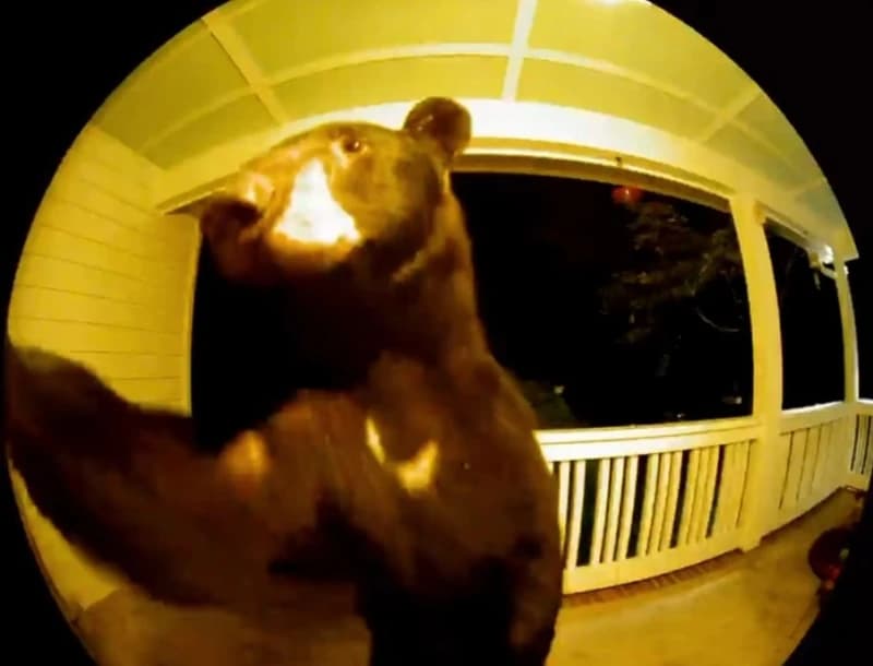 Medvjed pozvonio na vrata