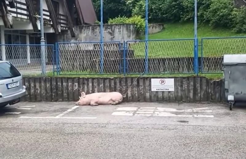 Svinja na parkingu