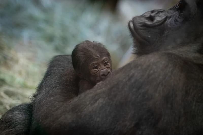 Gorila i beba 