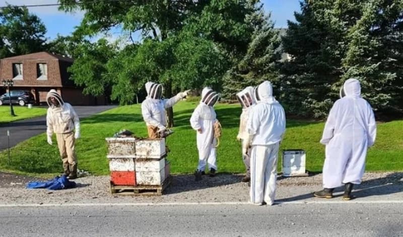 Incident s pčelama u Kanadi