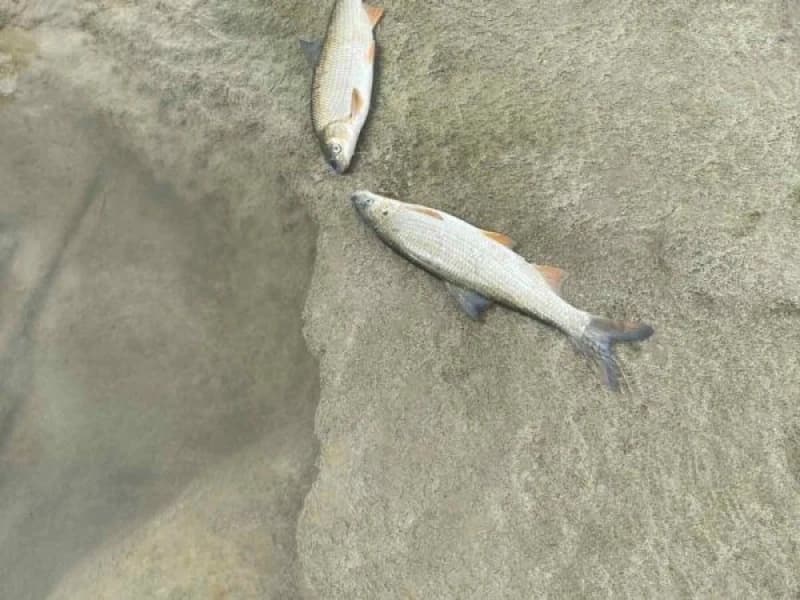 Pomor ribe u Bosni
