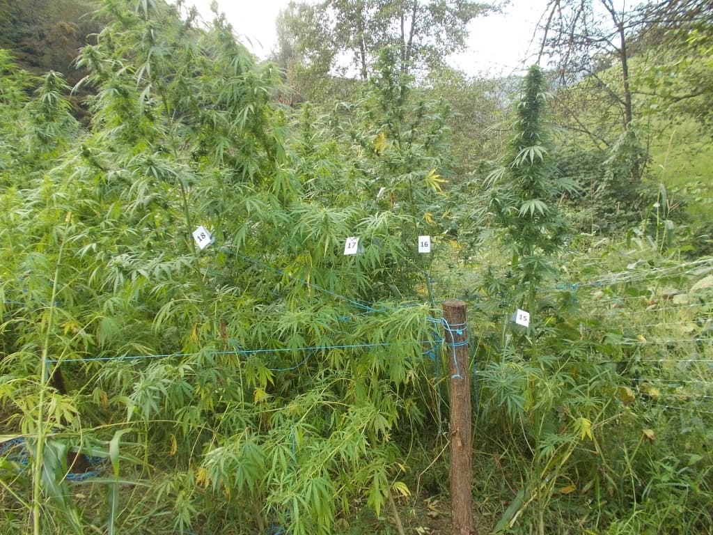 Otkrivena plantaža marihuane kod Velike Kladuše