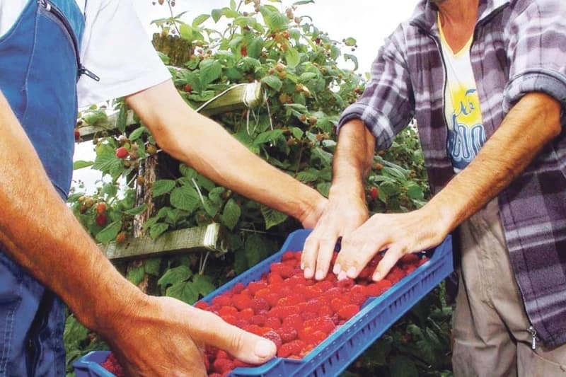 Srbija zabranila uvoz iz BiH, a maline u hladnjačama naši proizvođači još nisu ni naplatili