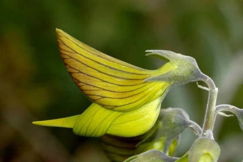 Kolibri biljka 