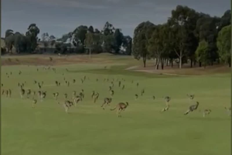 Kenguri na golf terenu