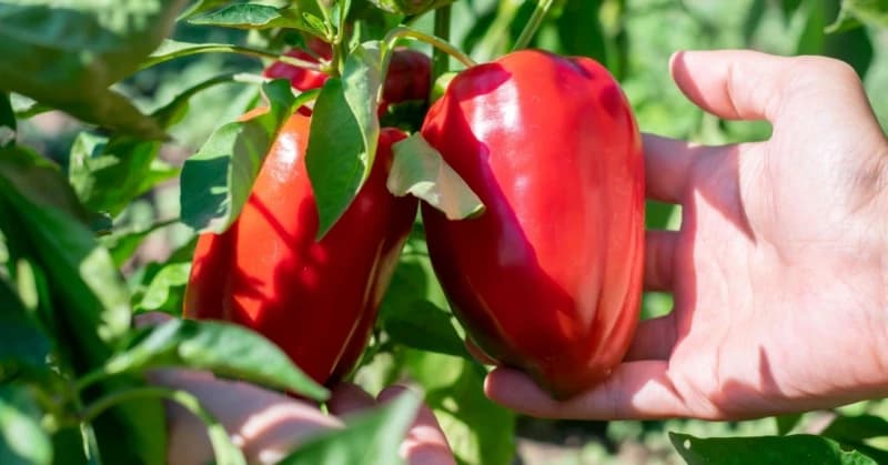 Dobar prinos paprika pospješit će i i začinsko bilje