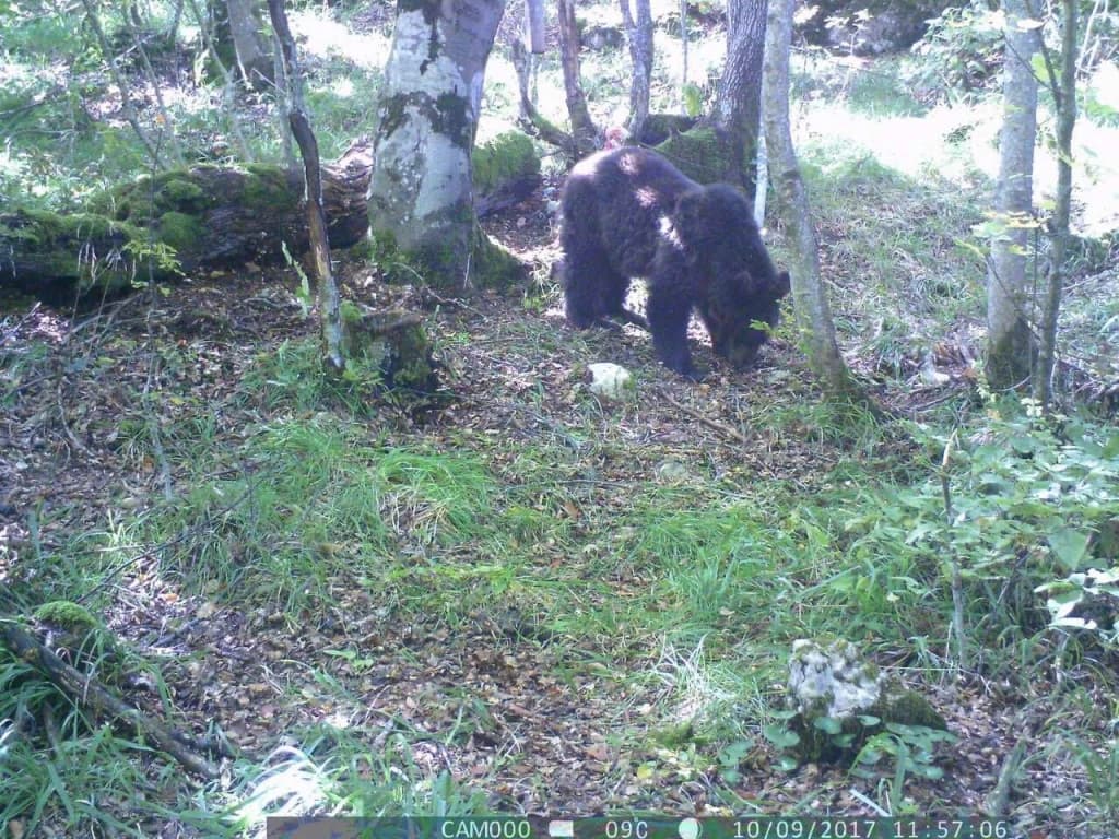 Medvjed na Igmanu