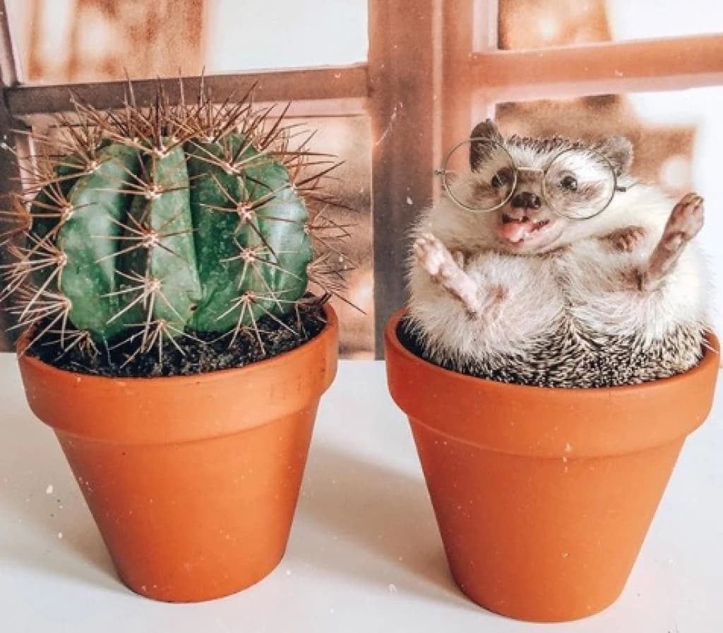 Nasmiješeni ježić osvojio srca pratioca na Instagramu