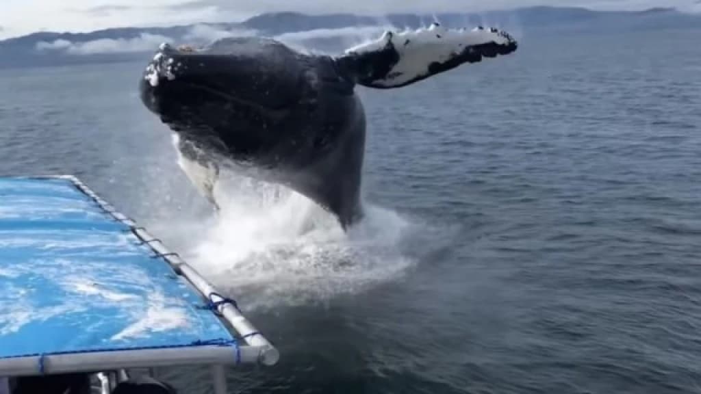 Kit skače iz vode na Aljasci