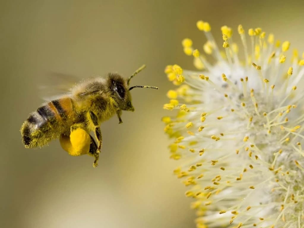 Polen i pčele 