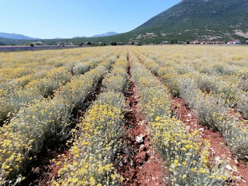 Uzgoj smilja više se ne isplati: Mnogi odustaju, otkupna cijena jednog kilograma je samo 1,3 KM