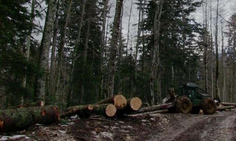 Spor na granici BiH i Hrvatske: Čije drveće sijeku "Hrvatske šume"