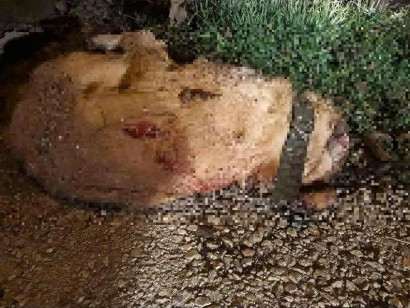 Monstruozno: Namamio psa u dvorište, pa ga pred djecom ubio ašovom