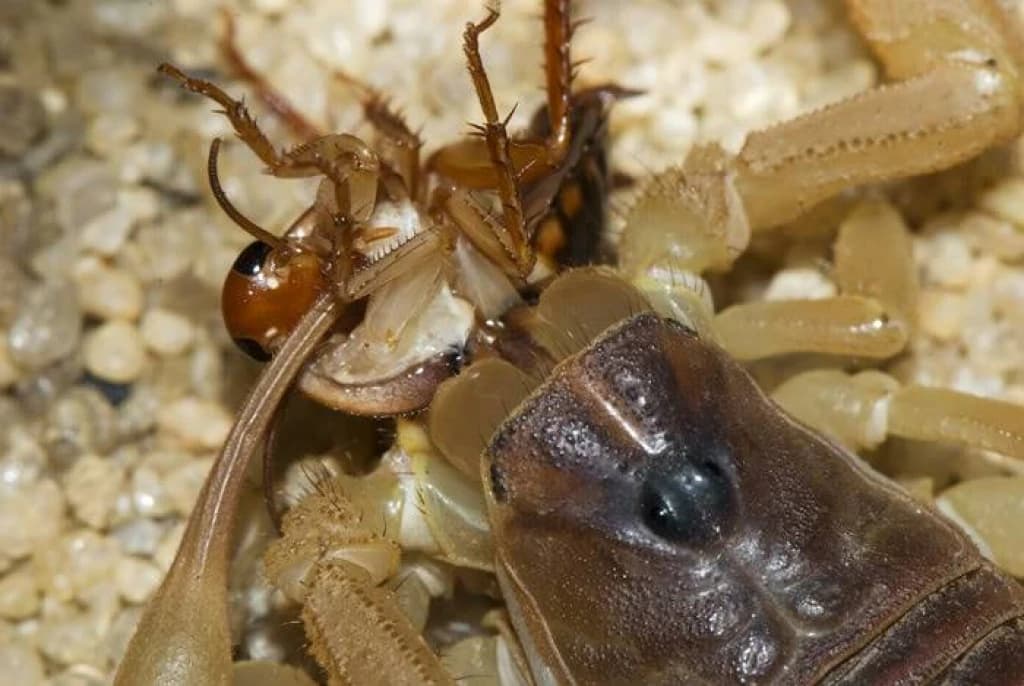 Žuti škorpion, jedna od najotrovnijih vrsta